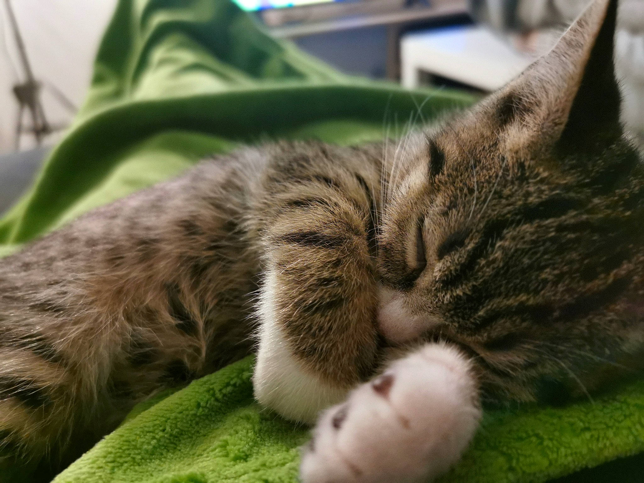 Rio a rejoint le concours — aidez-le/la à gagner de superbes lots ! american_wirehair, asian, carnivore, cat, claw, domestic_short_haired_cat, dragon_li, european_shorthair, felidae, fur, kitten, mammal, nap, paw, sleep, small_to_medium_sized_cats, snout, tabby_cat, vertebrate, whiskers