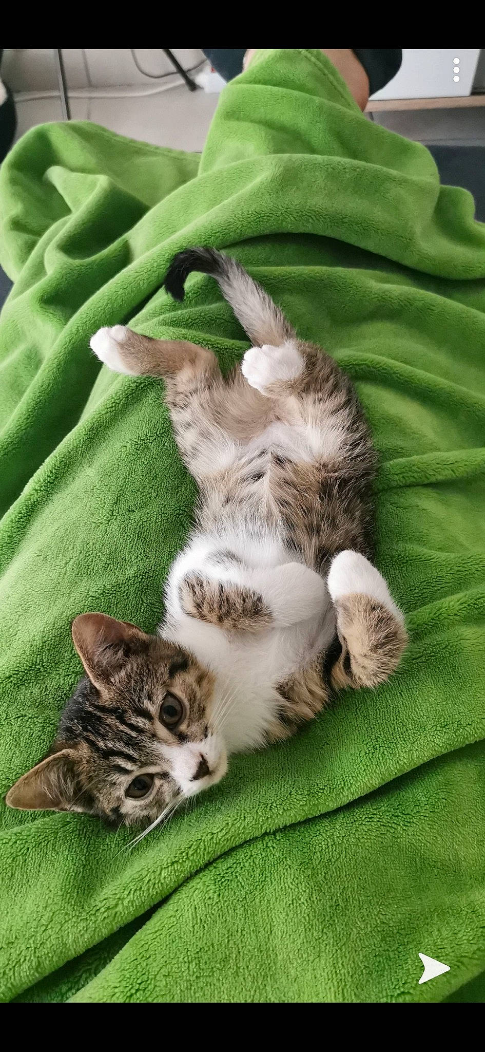 Rio participe au concours pour gagner de l'argent avec cette photo : aegean_cat, american_wirehair, asian, carnivore, cat, dragon_li, european_shorthair, felidae, grass, kitten, mammal, norwegian_forest_cat, organism, pixie_bob, plant, small_to_medium_sized_cats, tabby_cat, whiskers