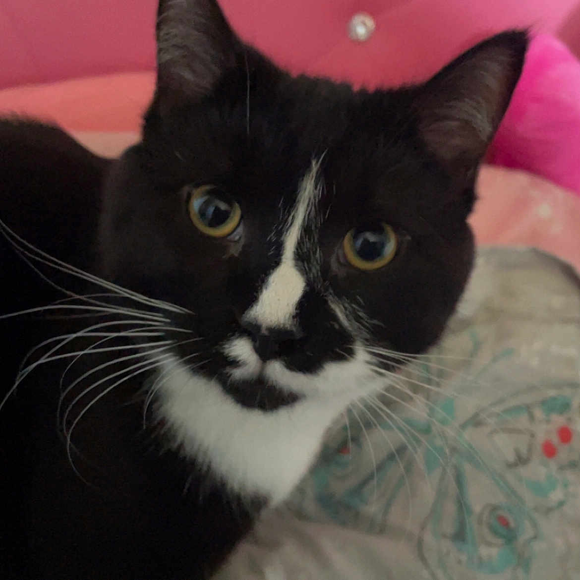 Goyo is registered to the contest to win money with this photo: animal, background, bed, black_and_white, cat, close_up, curious, cute, domestic_animal, ears, eyes, feline, fur, indoor, pet, pink, quilt, soft_toy, stuffed_toy, whiskers