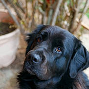 Sweetie participe au concours pour gagner de l'argent avec cette photo : animal, black_dog, canine, closeup, cute, dog, domestic_animal, ears, fluffy, friendly, fur, garden, head, looking_up, mammal, nature, outdoor, pet, plant, portrait
