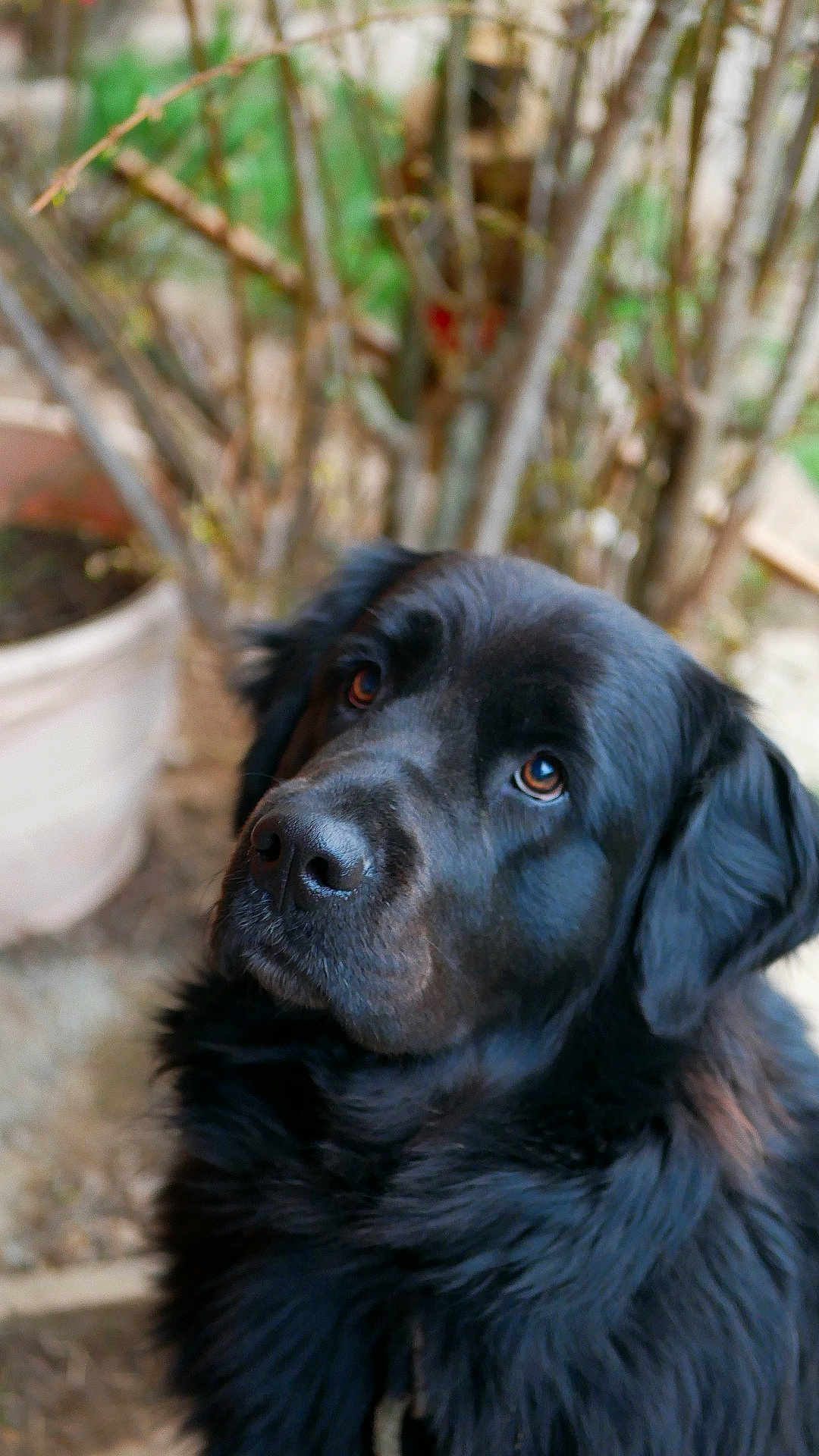 Sweetie participe au concours pour gagner de l'argent avec cette photo : animal, black_dog, canine, closeup, cute, dog, domestic_animal, ears, fluffy, friendly, fur, garden, head, looking_up, mammal, nature, outdoor, pet, plant, portrait