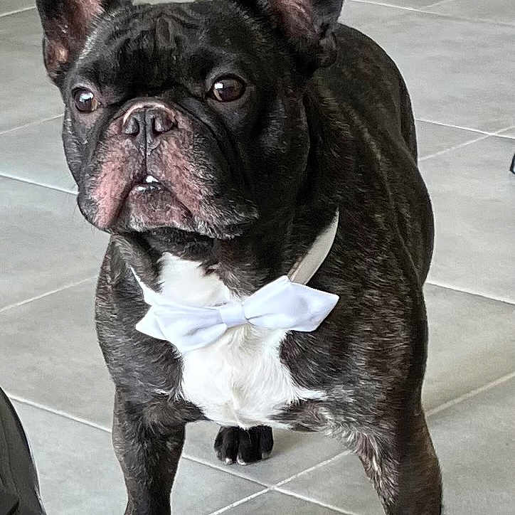 Sinatra