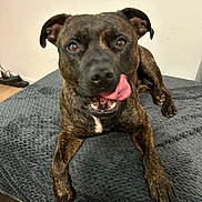 Ti Amo participe au concours pour gagner de l'argent avec cette photo : dog, brindle, tongue_out, pet, indoor, blanket, fur, ears, paw, floor, wall, playful, cute, animal, mammal, canine, resting, looking, expression, tongue