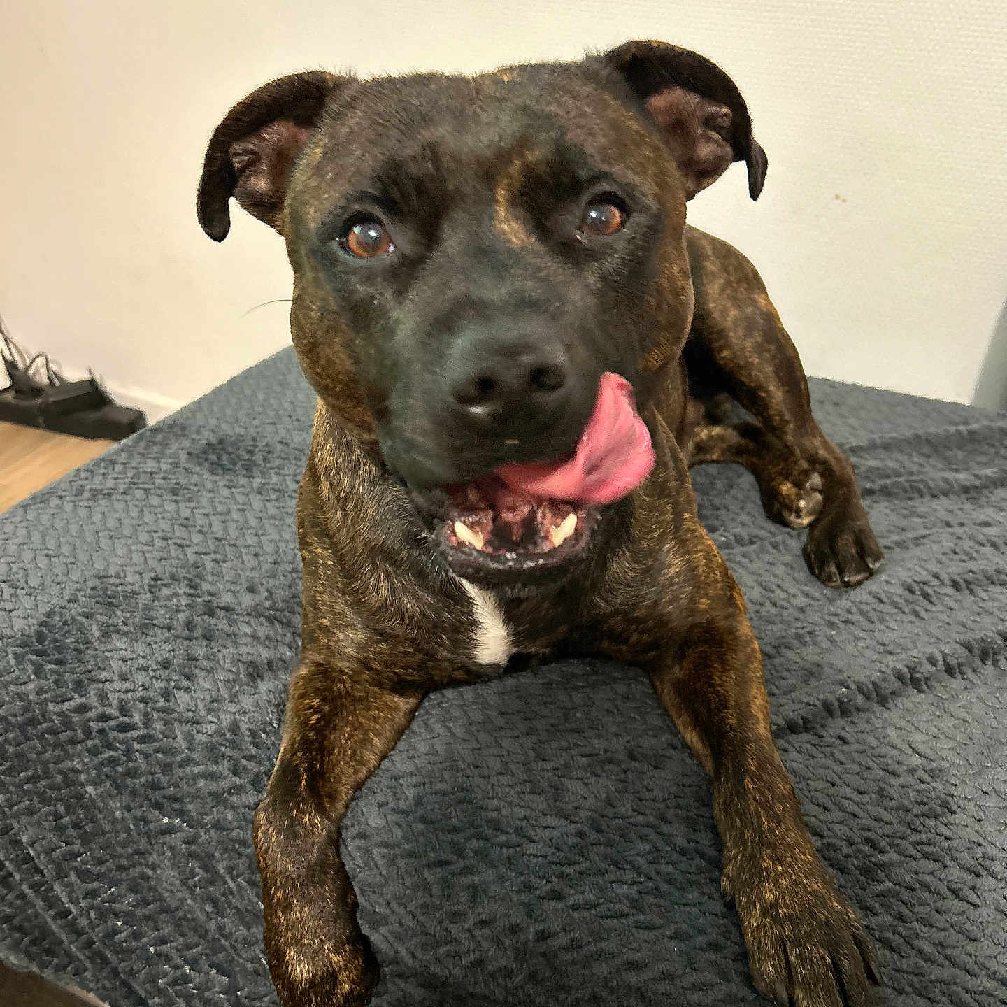 Ti Amo participe au concours pour gagner de l'argent avec cette photo : dog, brindle, tongue_out, pet, indoor, blanket, fur, ears, paw, floor, wall, playful, cute, animal, mammal, canine, resting, looking, expression, tongue