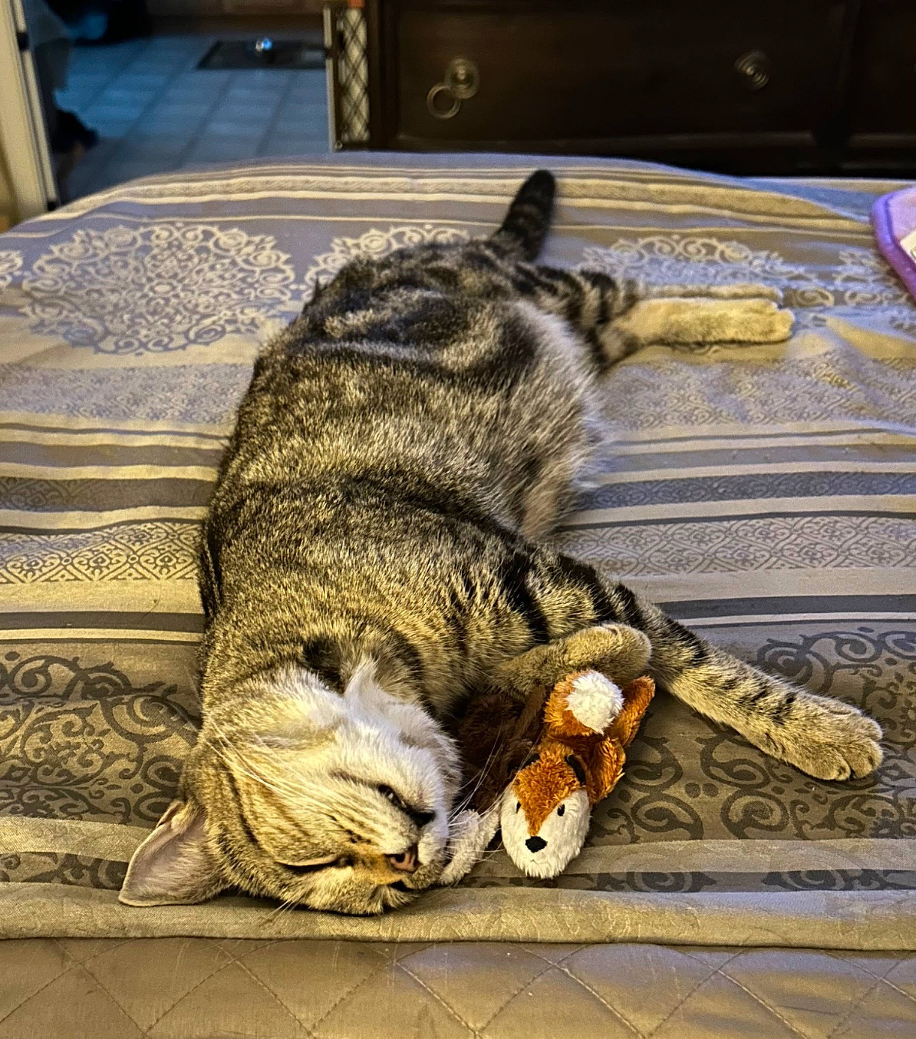 Kit Kat is registered to the contest to win money with this photo: carnivore, cat, claw, domestic_short_haired_cat, felidae, fur, paw, sitting, sleep, small_to_medium_sized_cats, snout, tail, terrestrial_animal, tree, whiskers, wildlife