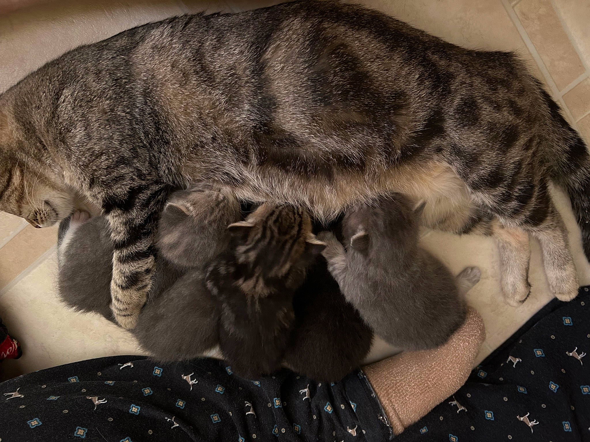 Kit Kat joined the competition — help win amazing prizes! canidae, carnivore, cat, claw, comfort, dog_breed, domestic_short_haired_cat, felidae, fur, grey, linens, monochrome, monochrome_photography, pattern, paw, small_to_medium_sized_cats, snout, tail, terrestrial_animal, whiskers