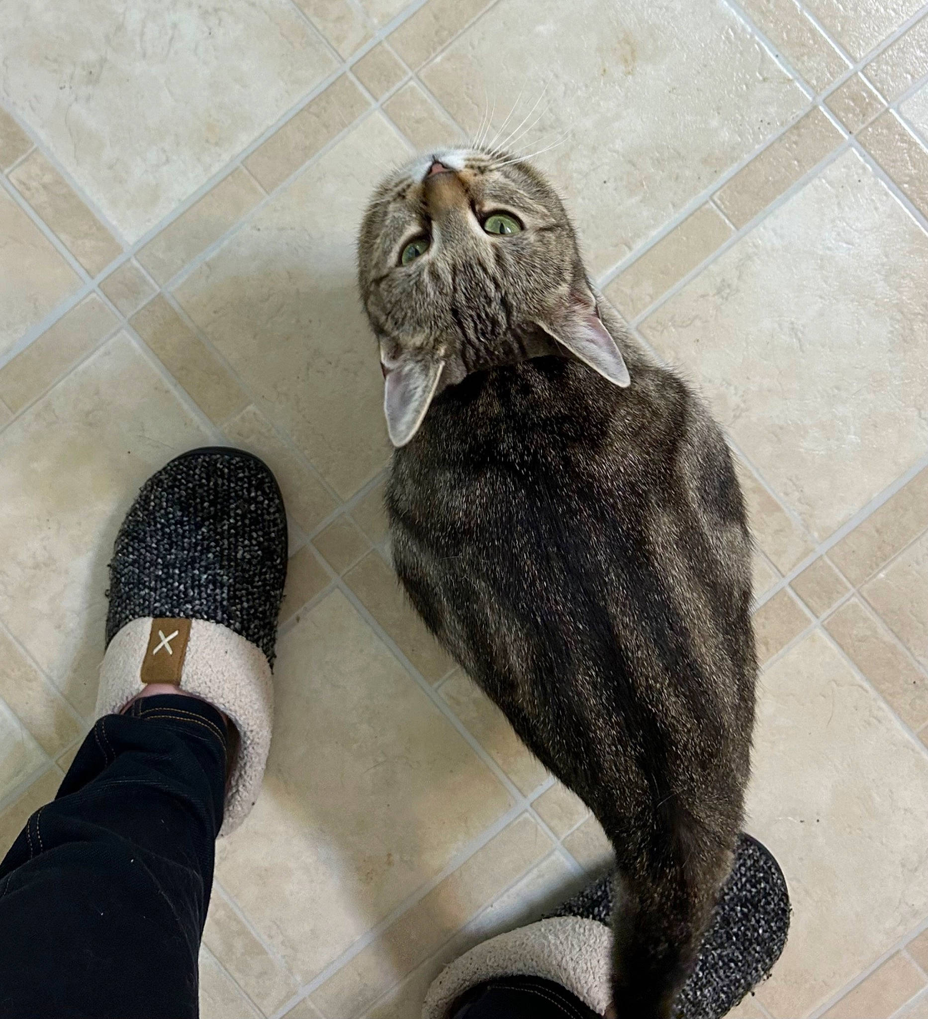 Kit Kat joined the competition — help win amazing prizes! beak, bird, carnivore, comfort, dog_breed, feather, felidae, flooring, foot, grey, human_leg, leg, metal, sculpture, small_to_medium_sized_cats, snout, tail, terrestrial_animal, watch, wing