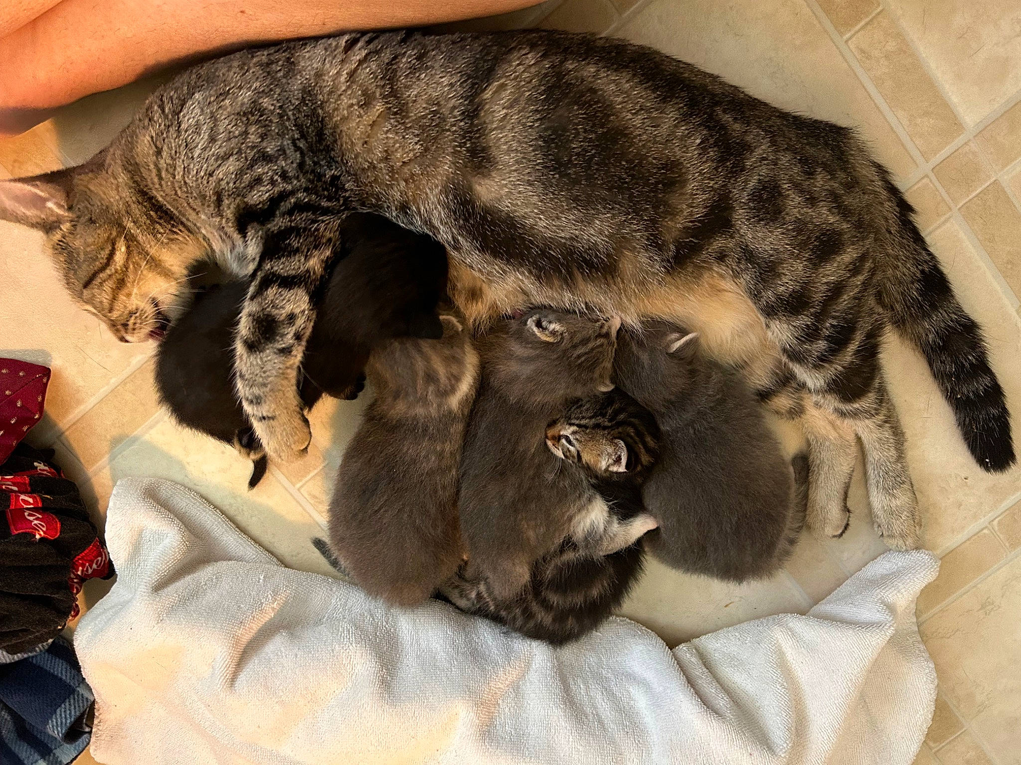 Amelia Earhart is registered to the contest to win money with this photo: big_cats, canidae, carnivore, cat, claw, comfort, dog_breed, domestic_short_haired_cat, fang, felidae, fur, lion, nap, paw, small_to_medium_sized_cats, snout, tail, terrestrial_animal, whiskers, wildlife