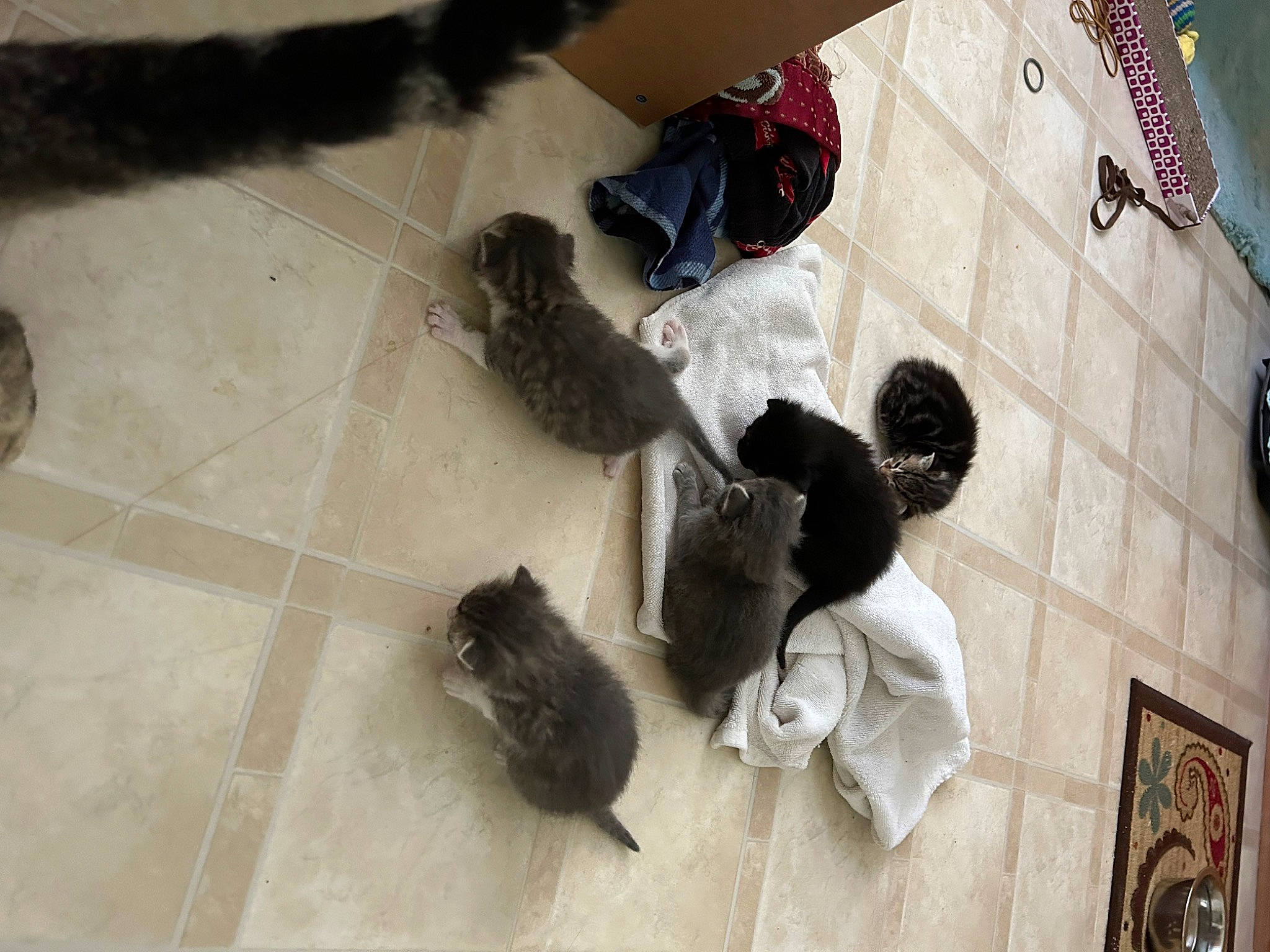 Amelia Earhart is registered to the contest to win money with this photo: comfort, dog_breed, event, floor, flooring, foot, fun, fur, hardwood, human_leg, mammal, room, sitting, sneakers, sporting_group, tail, tile, visual_arts, wood, wood_flooring