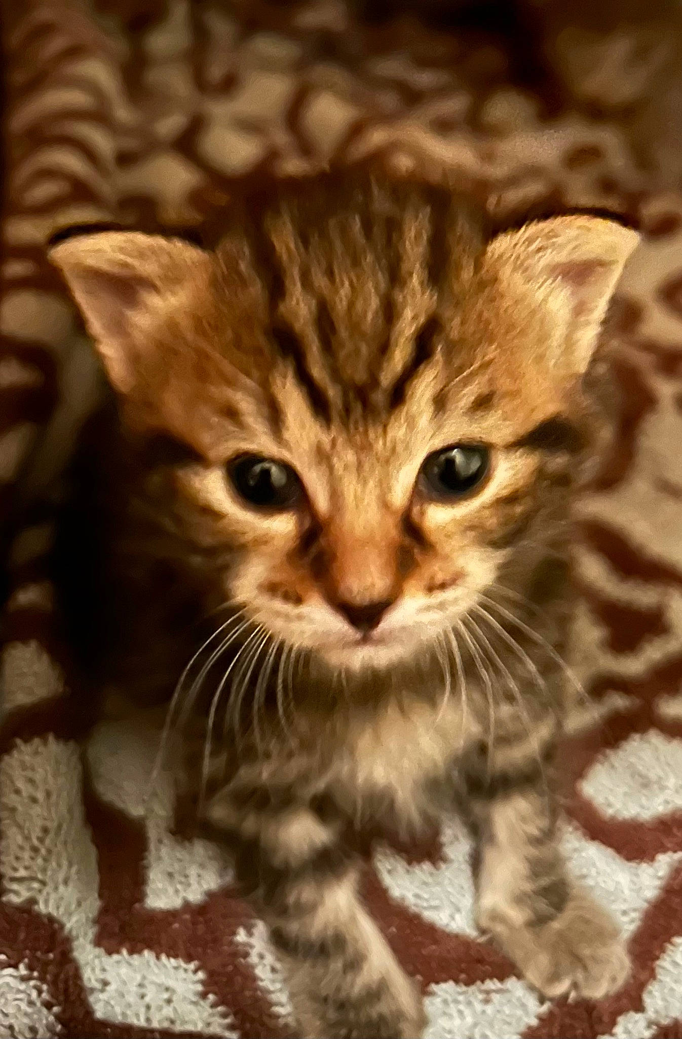 Tiger joined the competition — help win amazing prizes! carnivore, cat, claw, close_up, curious, domestic_short_haired_cat, eye, fawn, felidae, fur, paw, photo_caption, sitting, small_to_medium_sized_cats, snout, tail, terrestrial_animal, whiskers, wildlife, wood