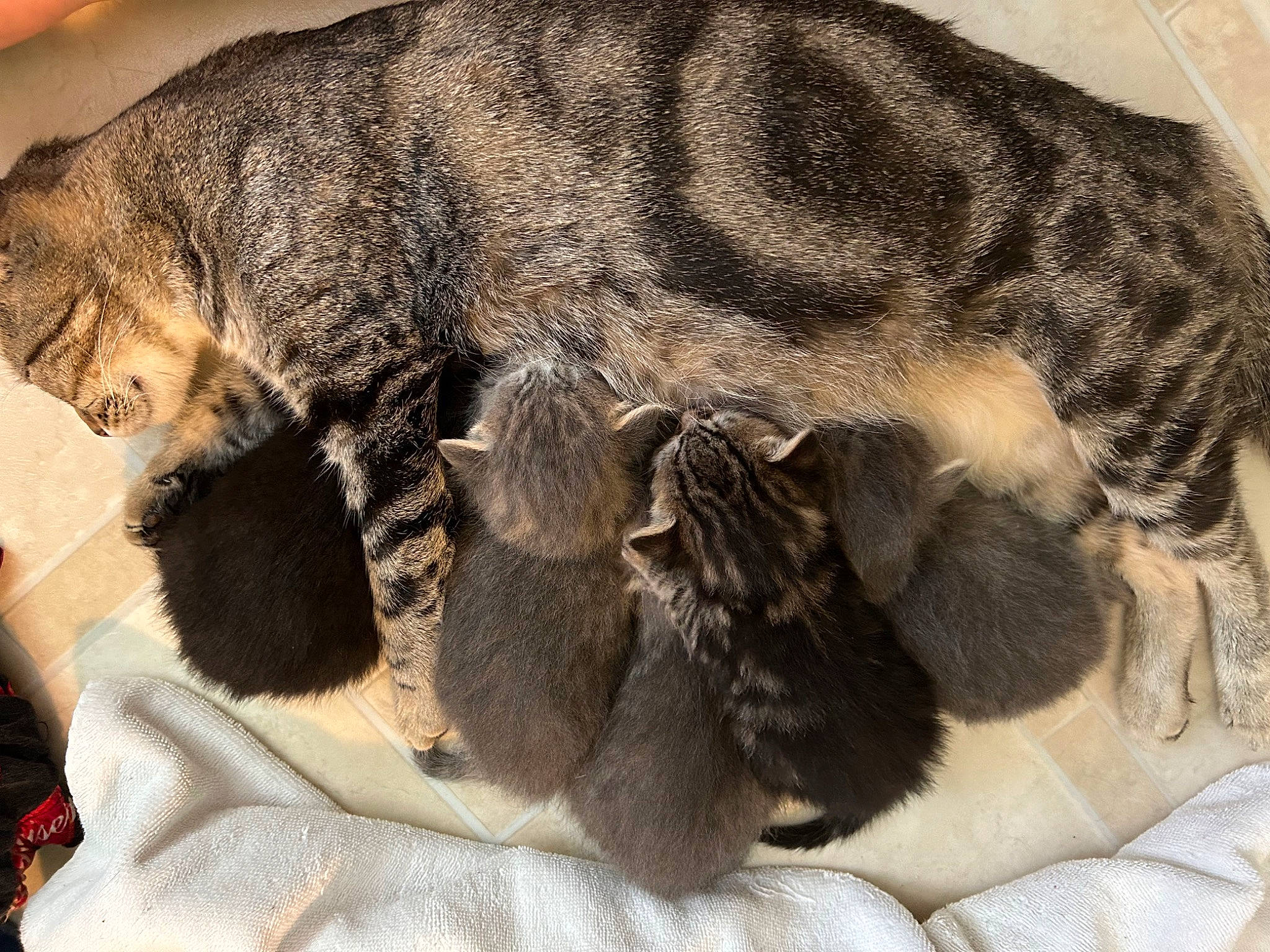 Tiger joined the competition — help win amazing prizes! canidae, carnivore, cat, claw, comfort, dog_breed, domestic_short_haired_cat, felidae, fur, nap, paw, sleep, small_to_medium_sized_cats, snout, tail, terrestrial_animal, whiskers, wildlife