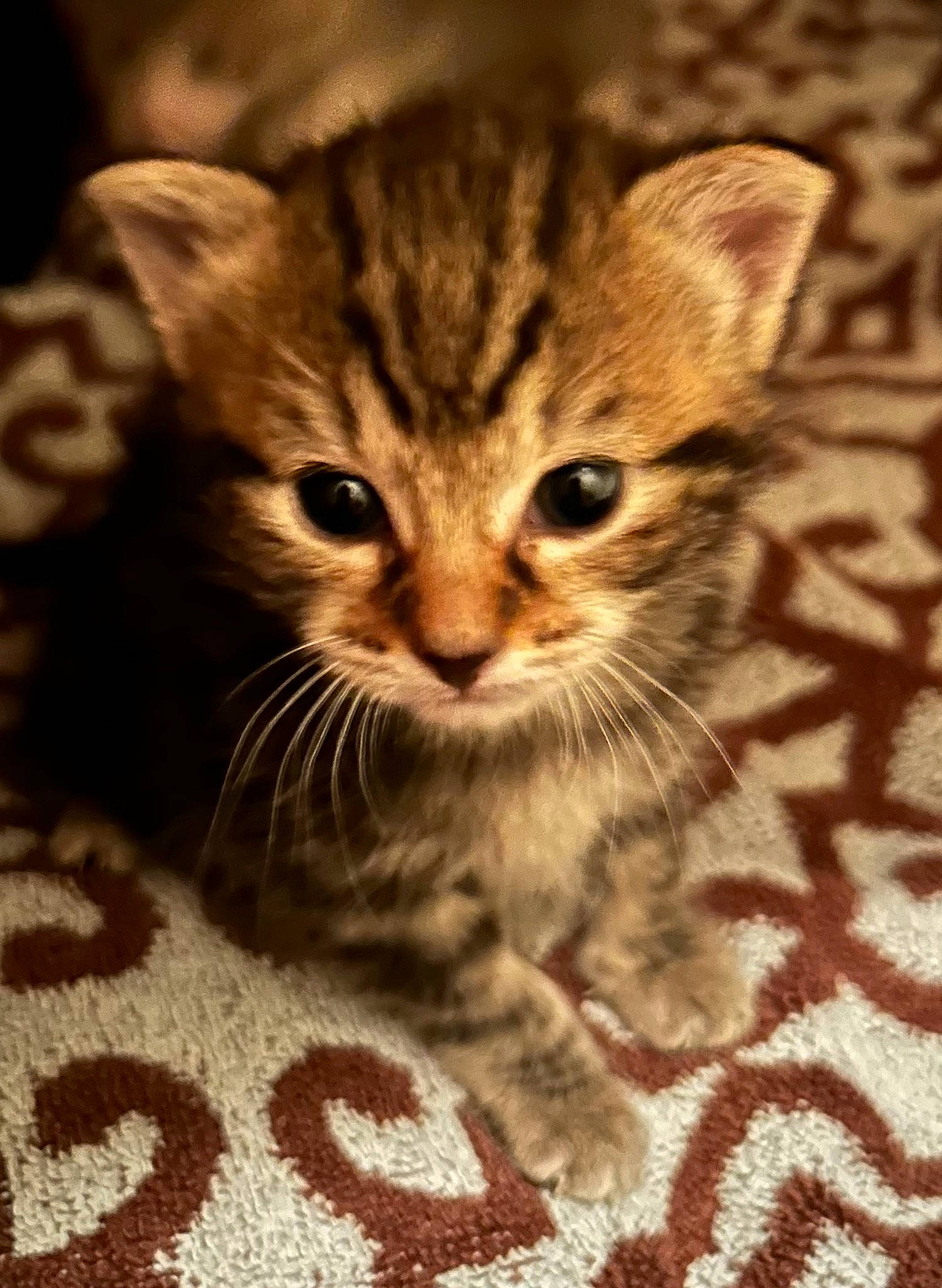 Tiger is registered to the contest to win money with this photo: carnivore, cat, claw, domestic_short_haired_cat, fawn, felidae, fur, paw, sitting, small_to_medium_sized_cats, snout, terrestrial_animal, whiskers, wildlife