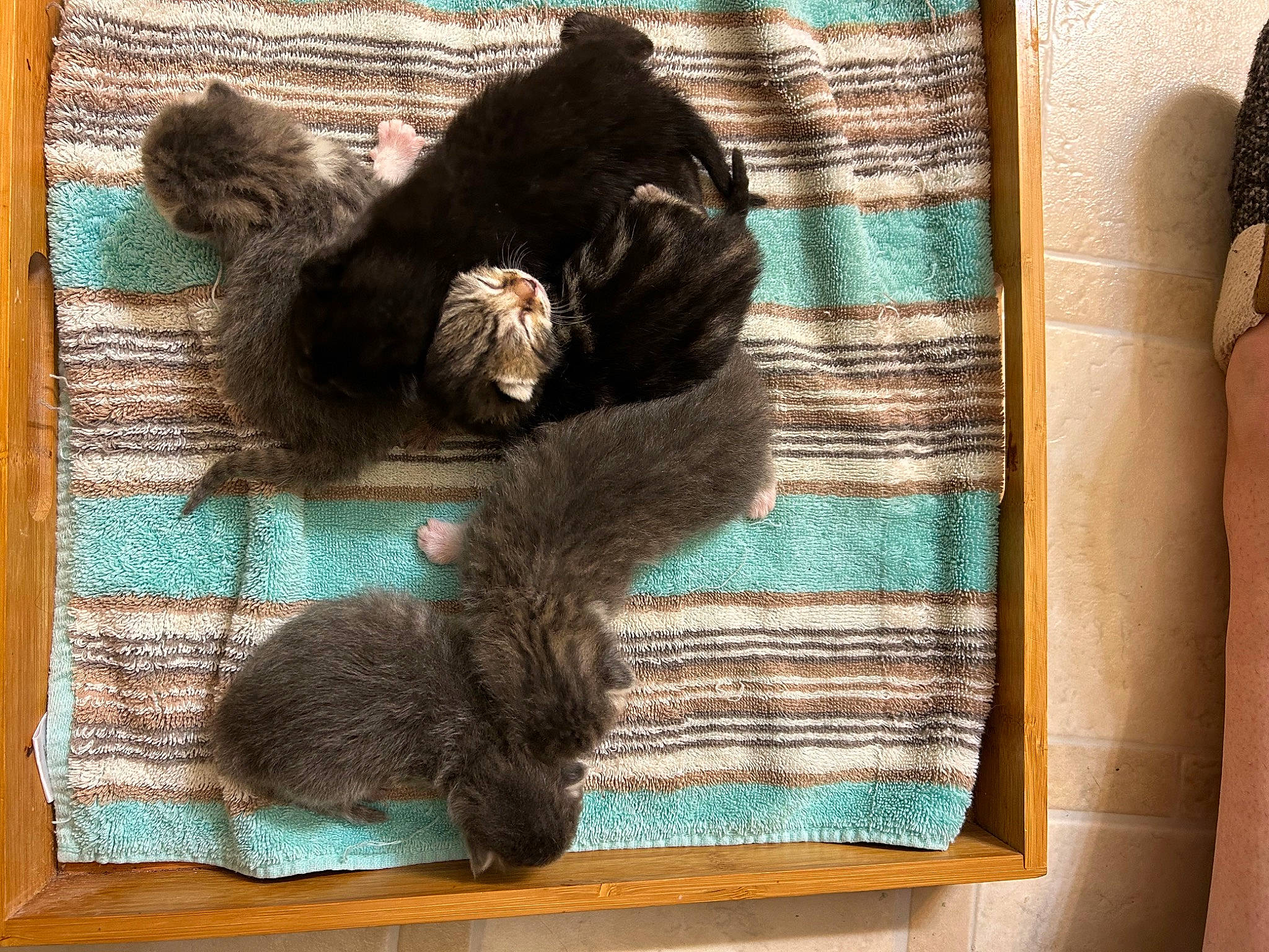 Dorian Gray joined the competition — help win amazing prizes! brown, carnivore, cat, comfort, dog_breed, felidae, fur, linens, liver, mammal, natural_material, pattern, small_to_medium_sized_cats, sporting_group, tail, terrestrial_animal, wood, wool, woolen, woven_fabric