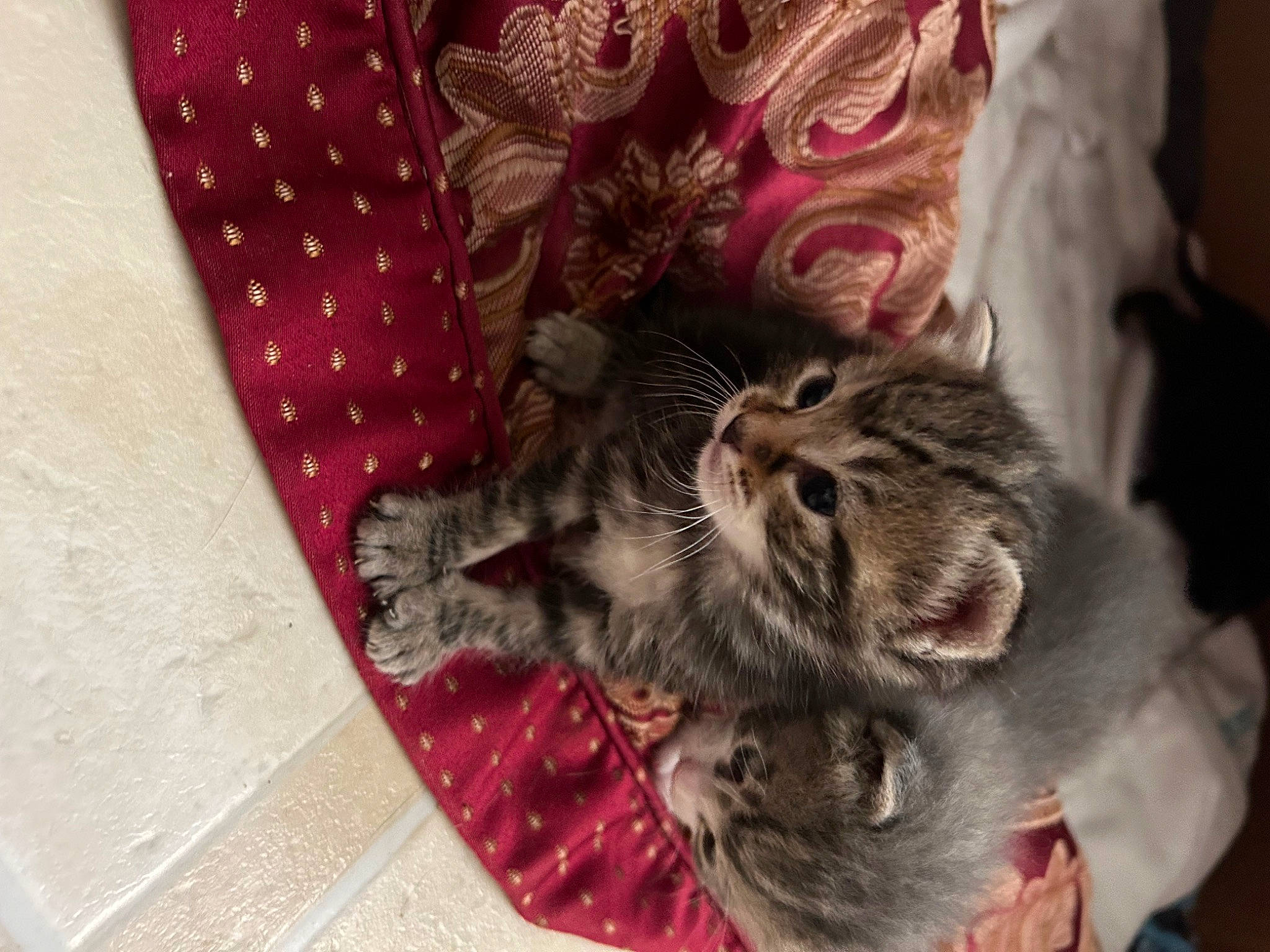 Dorian Gray is registered to the contest to win money with this photo: carmine, carnivore, cat, claw, comfort, domestic_short_haired_cat, fawn, felidae, fur, grey, linens, magenta, pattern, paw, peach, sleeve, small_to_medium_sized_cats, tail, whiskers