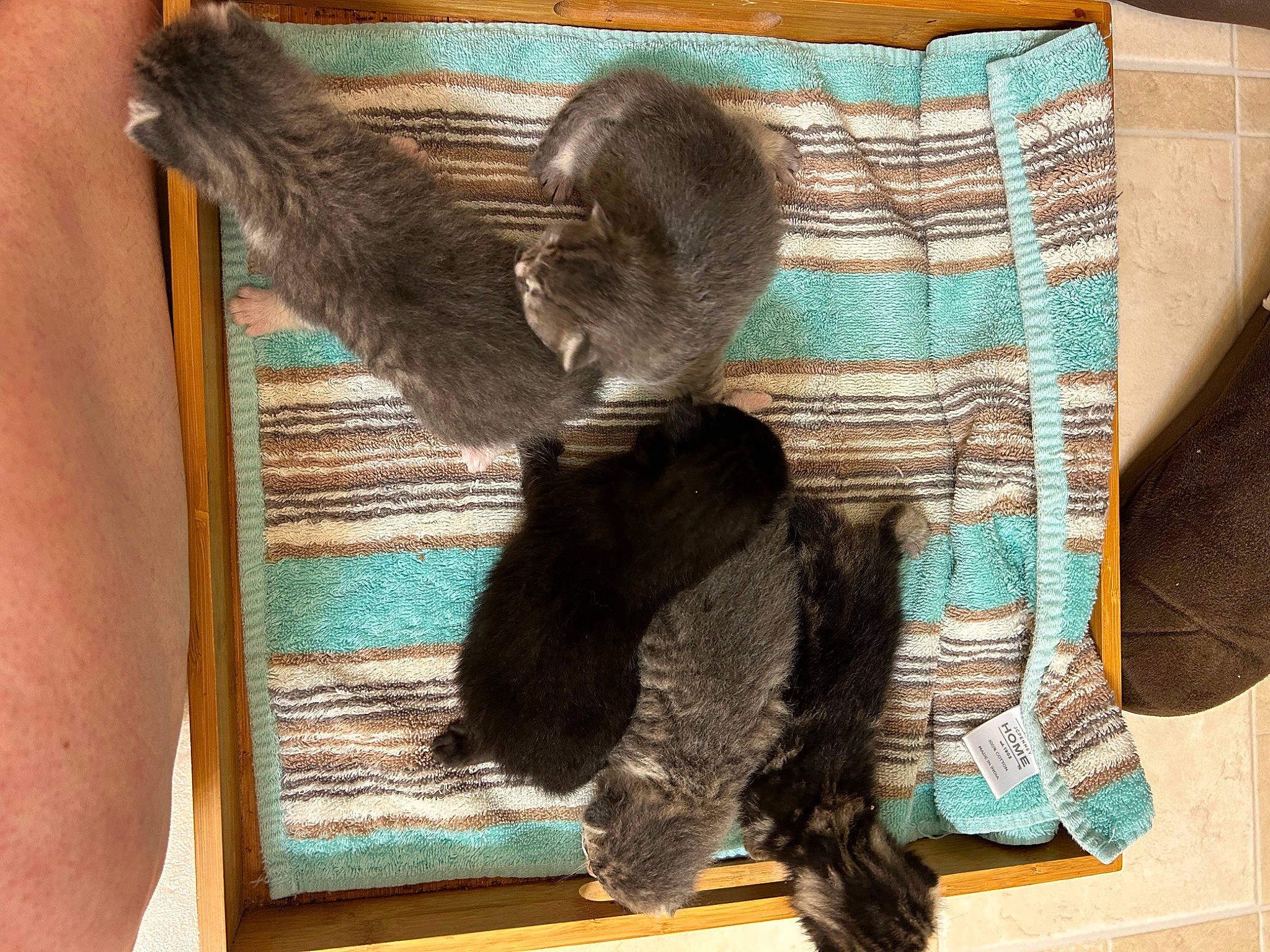 Dorian Gray is registered to the contest to win money with this photo: art, comfort, fashion_accessory, felidae, fiber, fur, liver, mammal, natural_material, pattern, plaid, small_to_medium_sized_cats, sporting_group, tail, tartan, textile, whiskers, wood, wool, woolen