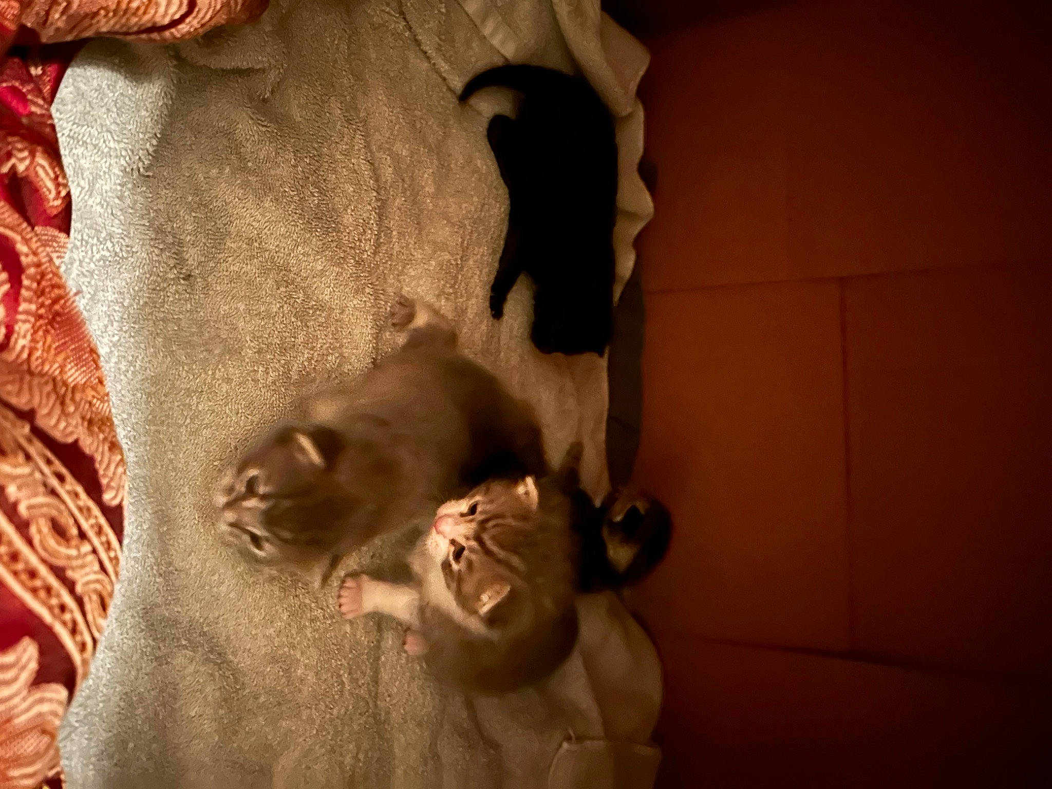 Dorian Gray is registered to the contest to win money with this photo: canidae, carnivore, cat, comfort, companion_dog, darkness, dog_breed, fawn, felidae, flooring, fur, linens, room, shadow, small_to_medium_sized_cats, snout, tail, tints_and_shades, whiskers, wood