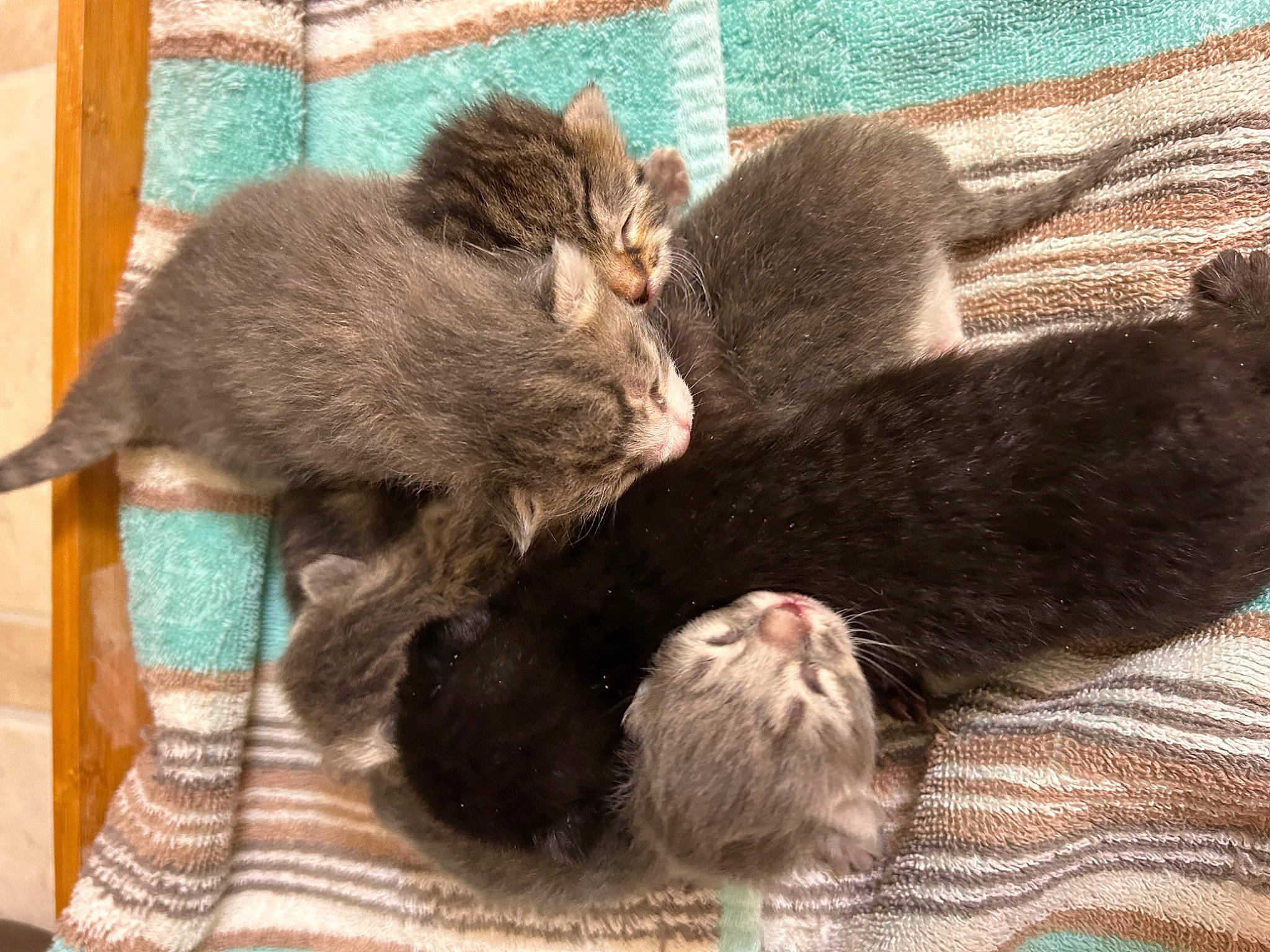 Lucky is registered to the contest to win money with this photo: carnivore, cat, cat_bed, cat_supply, claw, comfort, domestic_short_haired_cat, felidae, fur, nap, paw, sleep, small_to_medium_sized_cats, snout, tail, terrestrial_animal, whiskers