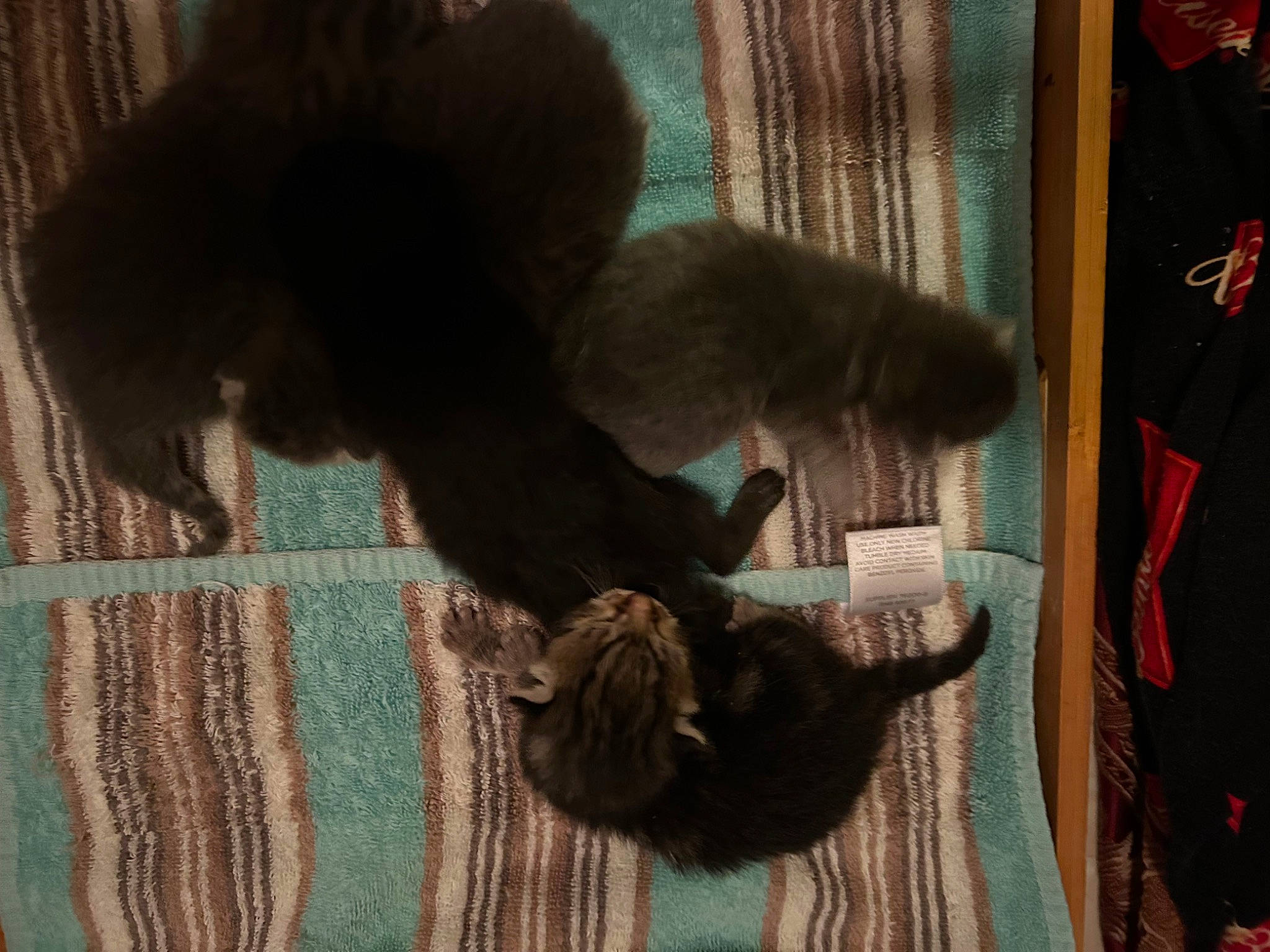 Lucky is registered to the contest to win money with this photo: canidae, carnivore, cat, claw, comfort, companion_dog, dog_breed, domestic_short_haired_cat, fawn, felidae, fur, natural_material, pattern, small_to_medium_sized_cats, sporting_group, tail, terrestrial_animal, whiskers, wool, woven_fabric