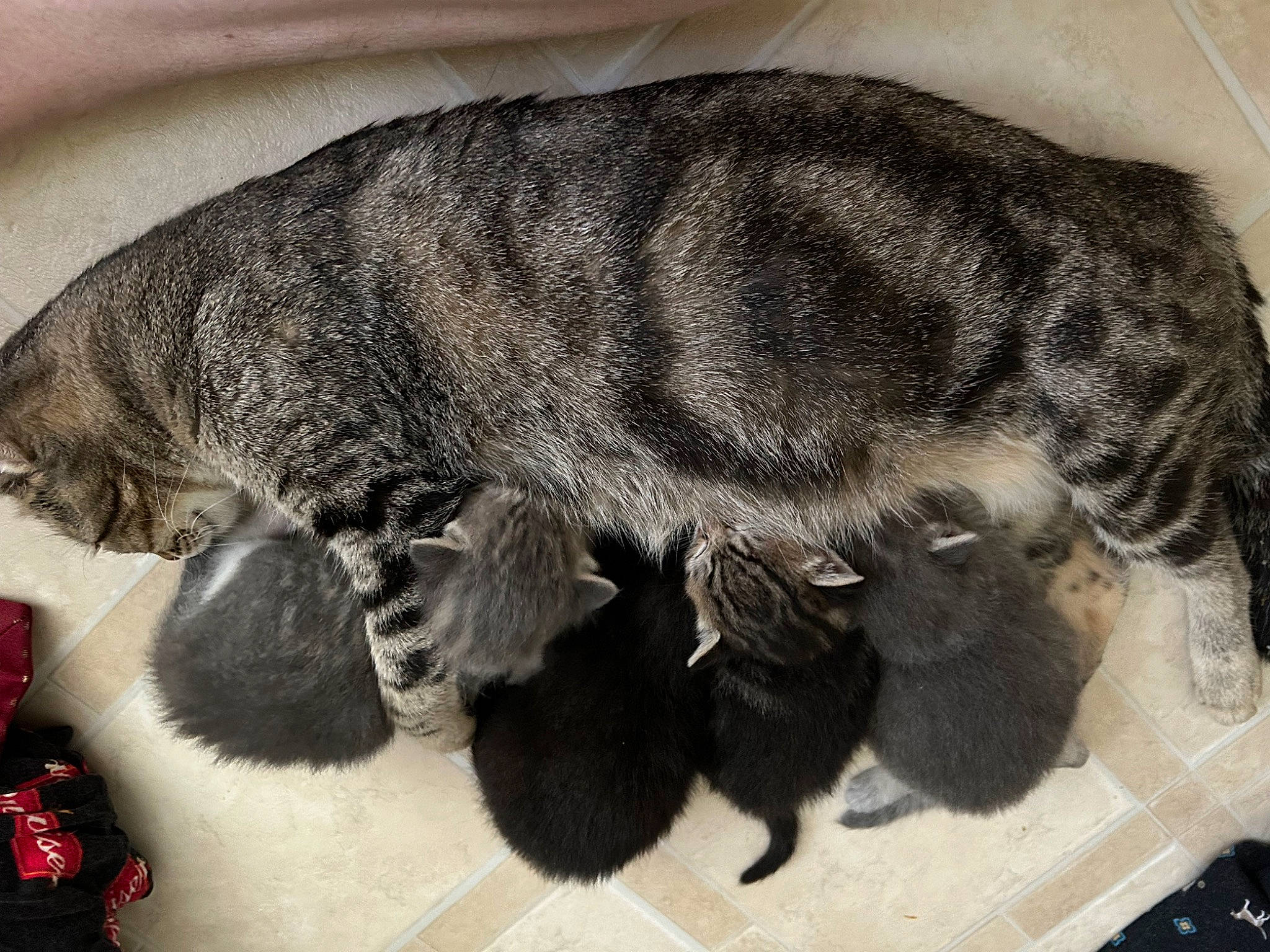 Lucky is registered to the contest to win money with this photo: black_cat, canidae, carnivore, claw, comfort, dog_breed, domestic_short_haired_cat, felidae, foot, fur, mat, nap, paw, sleep, small_to_medium_sized_cats, snout, sporting_group, tail, terrestrial_animal, whiskers