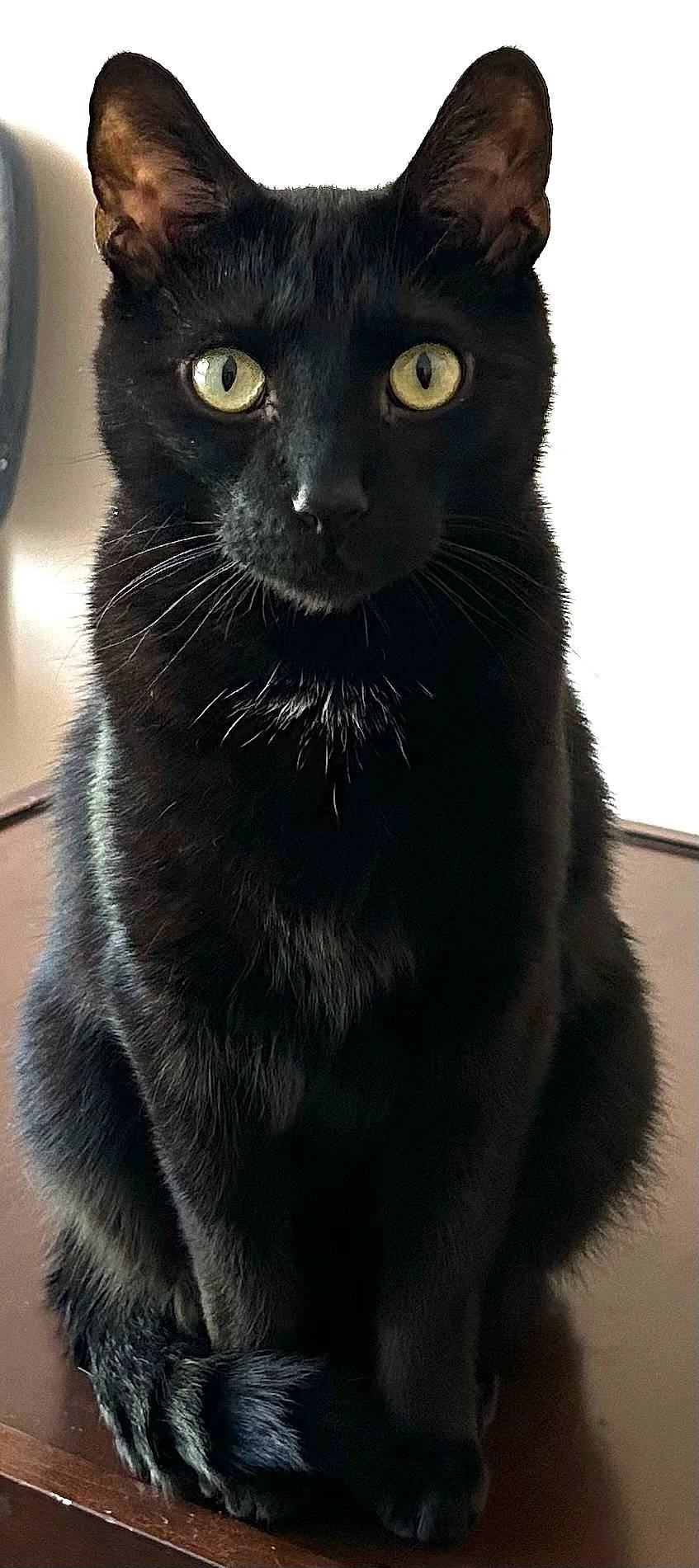 Ratt Ratt joined the competition — help win amazing prizes! black_cat, carnivore, cat, domestic_short_haired_cat, electric_blue, felidae, fur, small_to_medium_sized_cats, snout, terrestrial_animal, whiskers