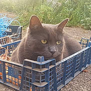Louna a rejoint le concours — aidez-le/la à gagner de superbes lots ! cat, gray_cat, crate, blue_crate, onions, outdoor, dirt_ground, plants, string, yellow_eyes, animal, pet, resting, nature, vegetables, feline, garden, closeup, daylight, relaxed