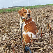 Payco a rejoint le concours — aidez-le/la à gagner de superbes lots ! animal, brown_and_white, calm, cloudy, cornstalks, daytime, dog, farm, field, grass, landscape, leash, leisure, nature, outdoor, pet, rural, sitting, sky, wind_turbines