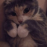 Baebae joined the competition — help win amazing prizes! cat, close_up, fluffy, paws, cute, feline, pet, indoor, cozy, whiskers, soft_light, adorable, portrait, animal, mammal, companion, resting, cute_pose, domestic_cat, curled_up