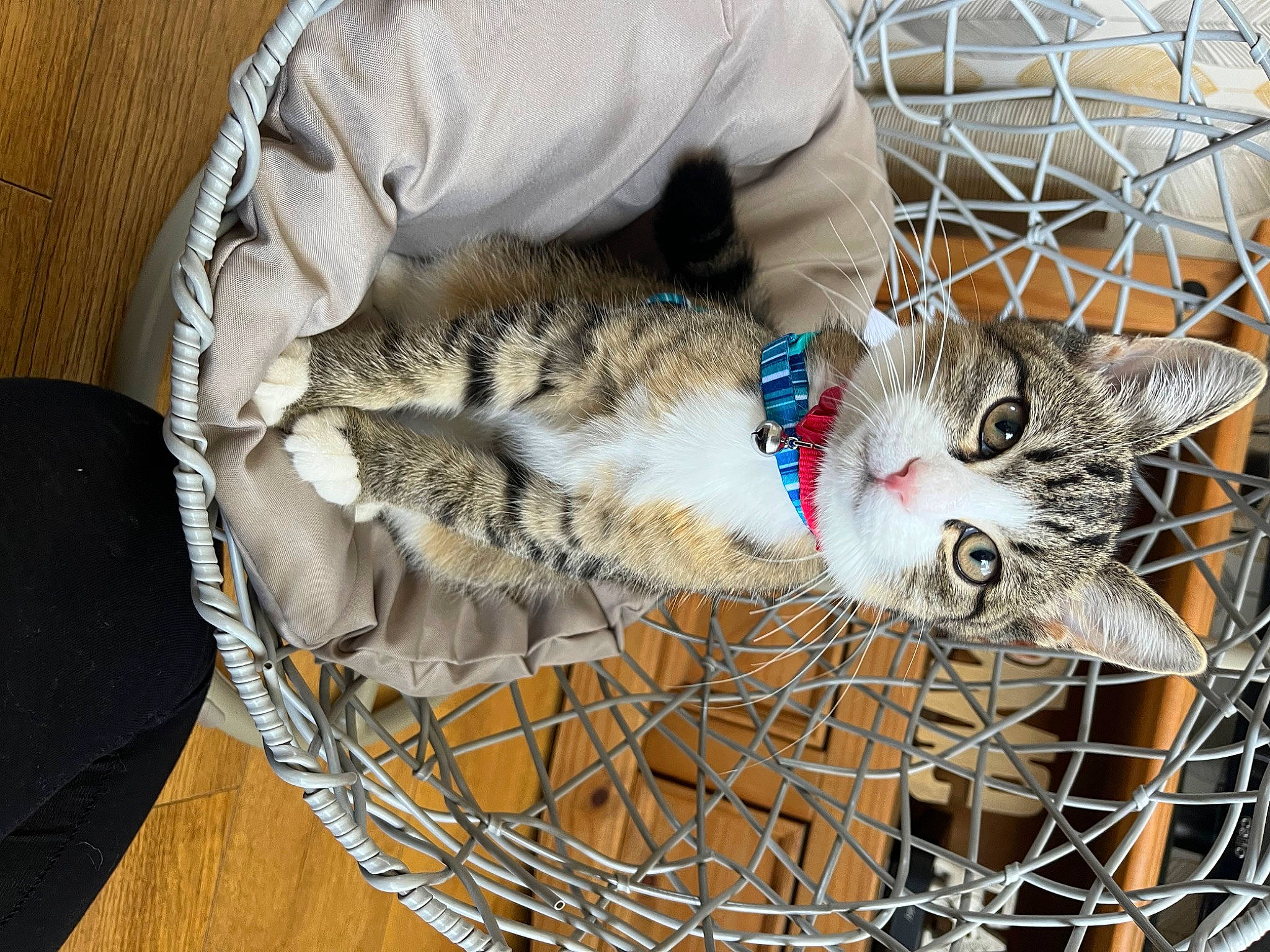 Noah joined the competition — help win amazing prizes! animal_shelter, basket, cage, carnivore, cat, cat_supply, comfort, domestic_short_haired_cat, felidae, fur, grass, home_accessories, mesh, pet_supply, small_to_medium_sized_cats, storage_basket, tail, vehicle, whiskers, wicker