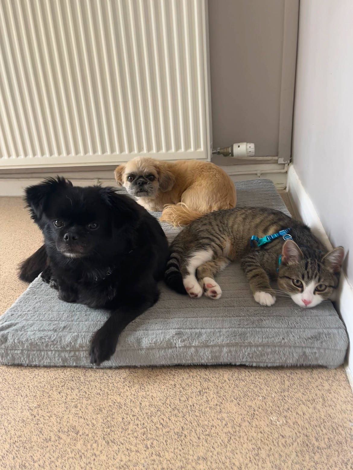 Noah is registered to the contest to win money with this photo: canidae, carnivore, cat, claw, comfort, companion_dog, dog_breed, domestic_short_haired_cat, fawn, felidae, floor, flooring, fur, mammal, mat, paw, small_to_medium_sized_cats, tail, vertebrate, whiskers