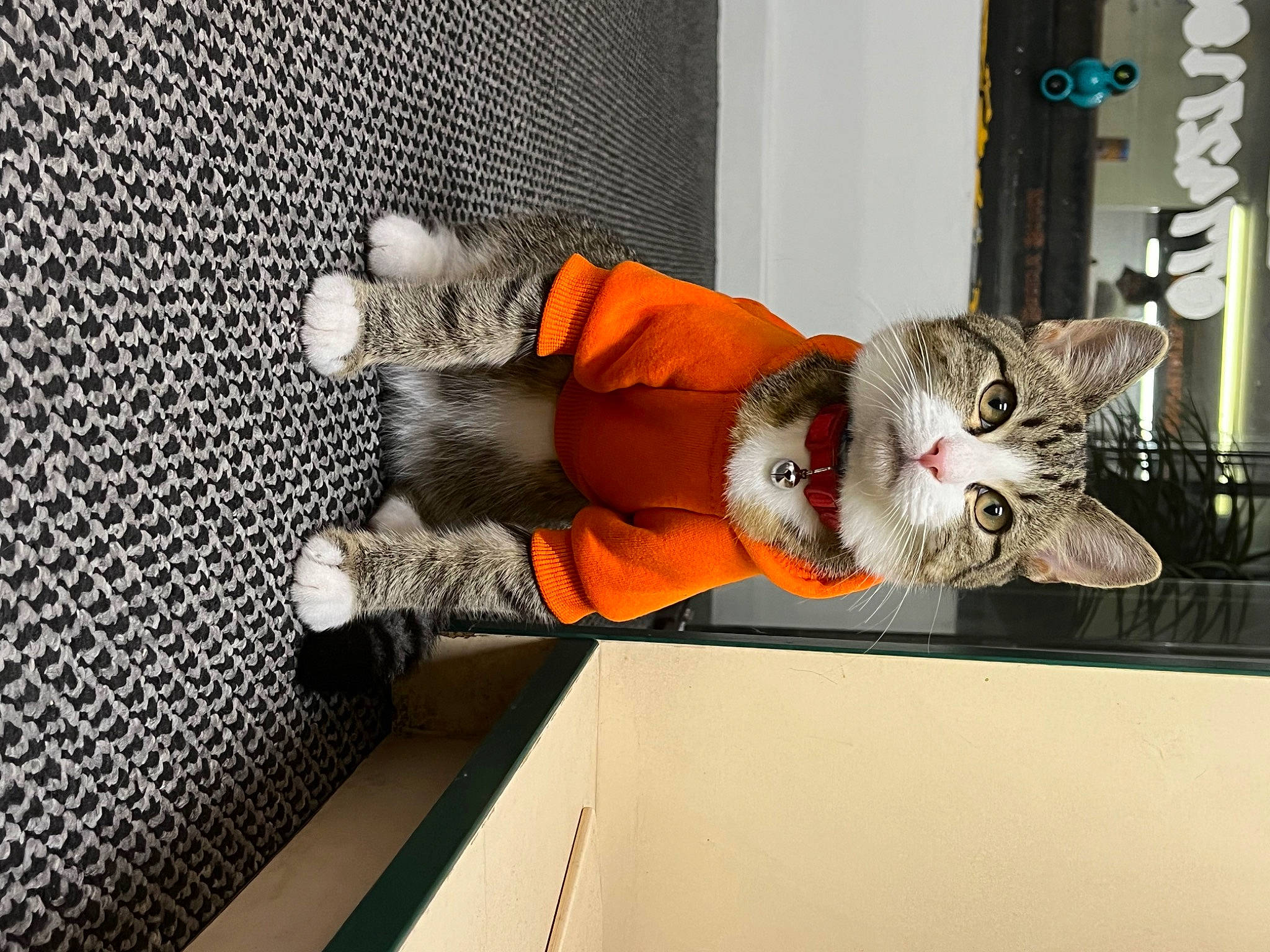 Noah is registered to the contest to win money with this photo: art, bengal_tiger, carnivore, cat, domestic_short_haired_cat, door, felidae, flooring, fur, mesh, room, small_to_medium_sized_cats, tail, tiger, visual_arts, whiskers, window