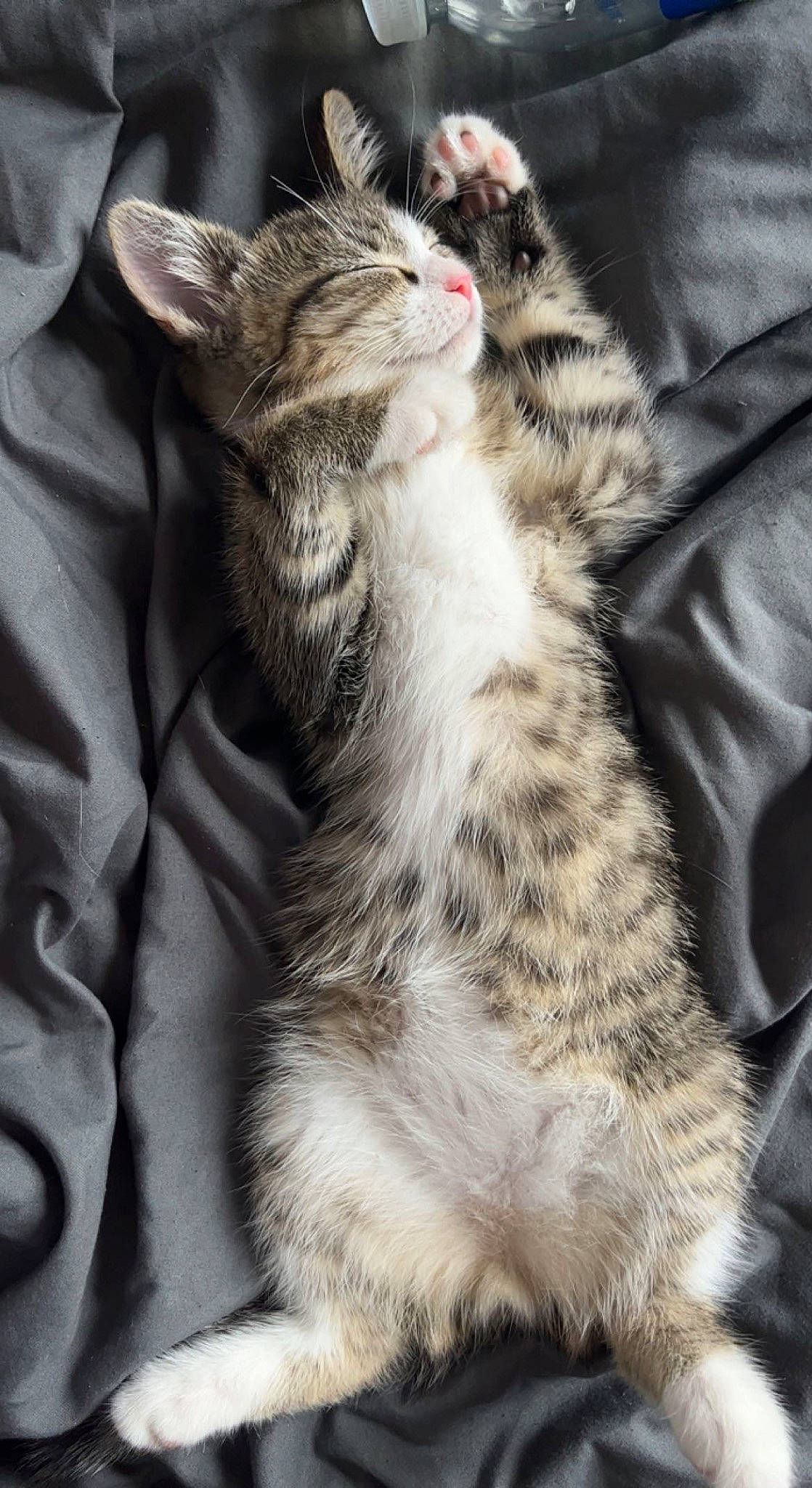 Noah joined the competition — help win amazing prizes! carnivore, cat, claw, comfort, domestic_short_haired_cat, felidae, fur, grey, paw, small_to_medium_sized_cats, tail, terrestrial_animal, whiskers