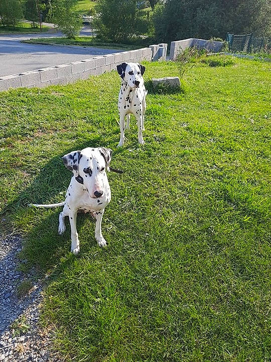 India participe au concours pour gagner de l'argent avec cette photo : canidae, carnivore, companion_dog, dalmatian, dog, dog_breed, grass, great_dane, lawn, mammal, non_sporting_group, plant, sporting_group, vertebrate, working_dog