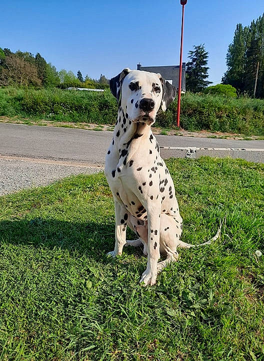 India a rejoint le concours — aidez-le/la à gagner de superbes lots ! canidae, carnivore, dalmatian, dog, dog_breed, fawn, grass, mammal, non_sporting_group, snout, sporting_group, vertebrate