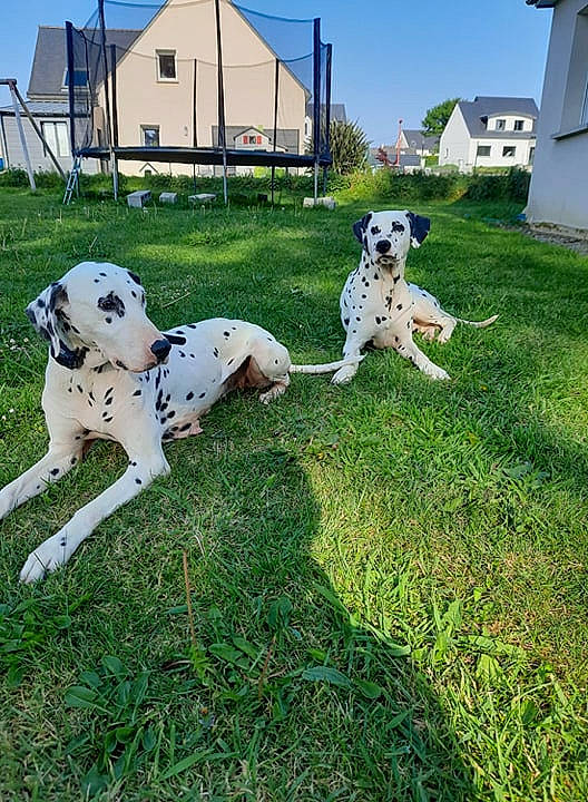 India a rejoint le concours — aidez-le/la à gagner de superbes lots ! canidae, carnivore, companion_dog, dalmatian, dog, dog_breed, grass, great_dane, lawn, mammal, non_sporting_group, pointer, sporting_group, vertebrate