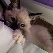Blue is registered to the contest to win money with this photo: cat, kittens, two_cats, siamese_cat, blue_eyes, kitten, cuddling, cute, curious, fluffy, fur, whiskers, ears, paws, blanket, bedding, indoor, bedroom, purple_wall, portrait