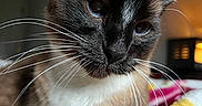 Blue is registered to the contest to win money with this photo: cat, siamese_cat, blue_eyes, portrait, close_up, whiskers, feline, fur, pointed_ears, indoor, cozy, blanket, colorful, warm_lighting, black_and_cream, resting, sitting, pet, animal, photography