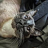 cat, feline, siamese_cat, pet, animal, close_up, portrait, whiskers, blue_eyes, brown_fur, dark_fur, pointed_ears, indoors, cozy, lounging, upside_down, funny, curious, soft_fur, photography