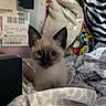 cat, kitten, siamese_cat, animal, pet, blue_eyes, pointed_ears, sitting, indoors, bedroom, blanket, bedding, cozy, portrait, centered, cute, furry, zebra_print, shipping_labels, home