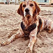 Rio a rejoint le concours — aidez-le/la à gagner de superbes lots ! animal, beach, canine, coast, daylight, dog, fur, harness, house, lying_down, muddy, nature, outdoor, pet, portrait, relaxed, sand, summer, sunset, vacation