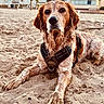 animal, beach, canine, coast, daylight, dog, fur, harness, house, lying_down, muddy, nature, outdoor, pet, portrait, relaxed, sand, summer, sunset, vacation