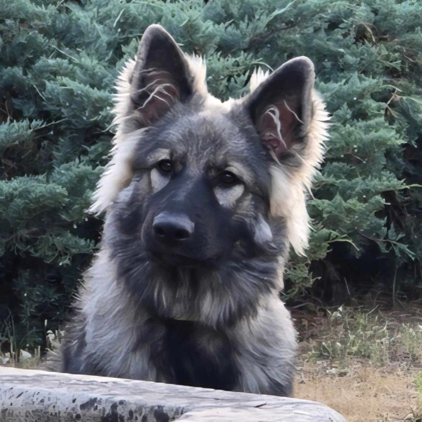 Arès a rejoint le concours — aidez-le/la à gagner de superbes lots ! animal, background, canine, closeup, curious, dog, ears, fluffy, fur, greenery, leaf, muzzle, nature, outdoor, pet, portrait, snout, stone, watchful, wildlife