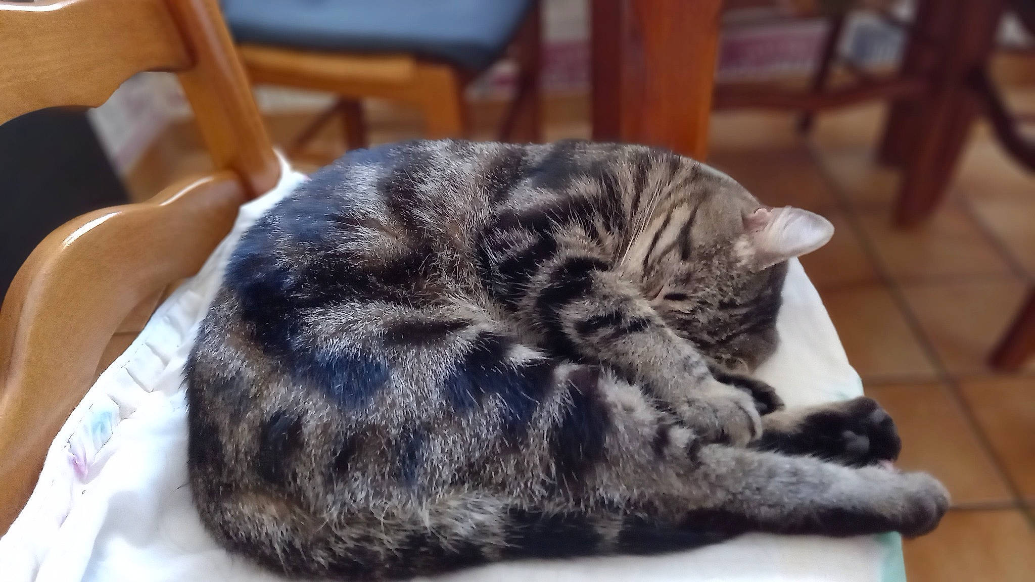 Chippie a rejoint le concours — aidez-le/la à gagner de superbes lots ! bored, carnivore, cat, chair, claw, comfort, domestic_short_haired_cat, felidae, fur, grey, hardwood, nap, paw, sleep, small_to_medium_sized_cats, snout, tail, terrestrial_animal, whiskers