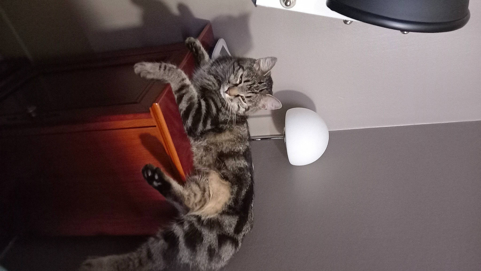 Chippie a rejoint le concours — aidez-le/la à gagner de superbes lots ! carnivore, cat, ceiling, claw, comfort, darkness, domestic_short_haired_cat, felidae, flooring, fur, grey, lamp, light_fixture, metal, paw, room, small_to_medium_sized_cats, tail, whiskers, wood