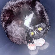 Batman joined the competition — help win amazing prizes! cat, black_cat, white_paws, curled_up, pet, animal, feline, whiskers, pink_paw_pads, reflected_surface, indoor, close_up, cute, playful, fur, eyes, looking_up, soft_light, domestic_cat, resting