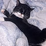 Batman is registered to the contest to win money with this photo: cat, black_and_white_cat, sleeping, blanket, fluffy_blanket, cozy, indoor, pet, relaxed, paw, fur, whiskers, pink_wall, resting, cute, animal, domestic_cat, comfort, soft, nap