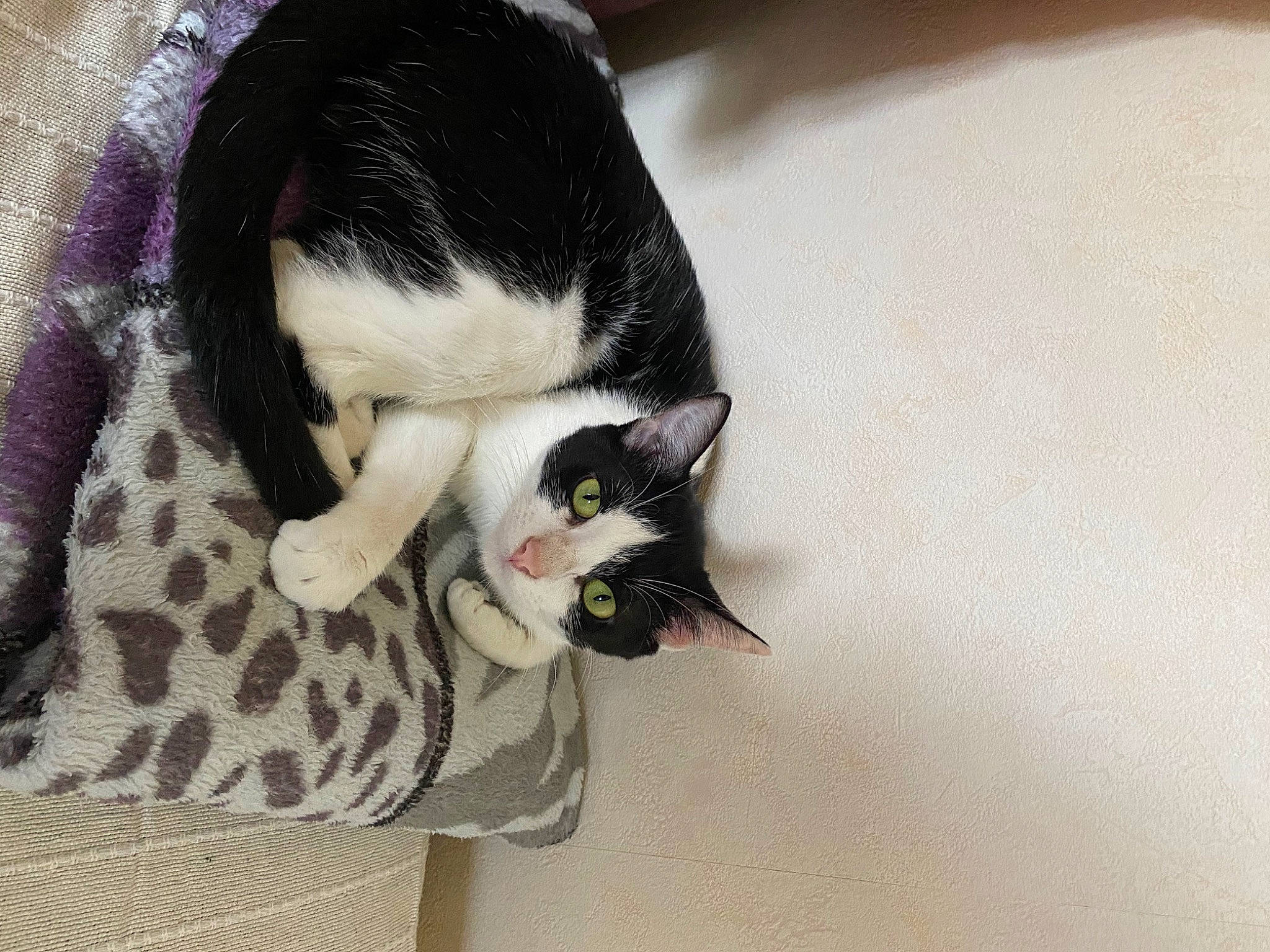 Louna a rejoint le concours — aidez-le/la à gagner de superbes lots ! canidae, carnivore, cat, claw, comfort, domestic_short_haired_cat, felidae, formal_wear, fur, plant, small_to_medium_sized_cats, tail, tree, vertebrate, whiskers, wood