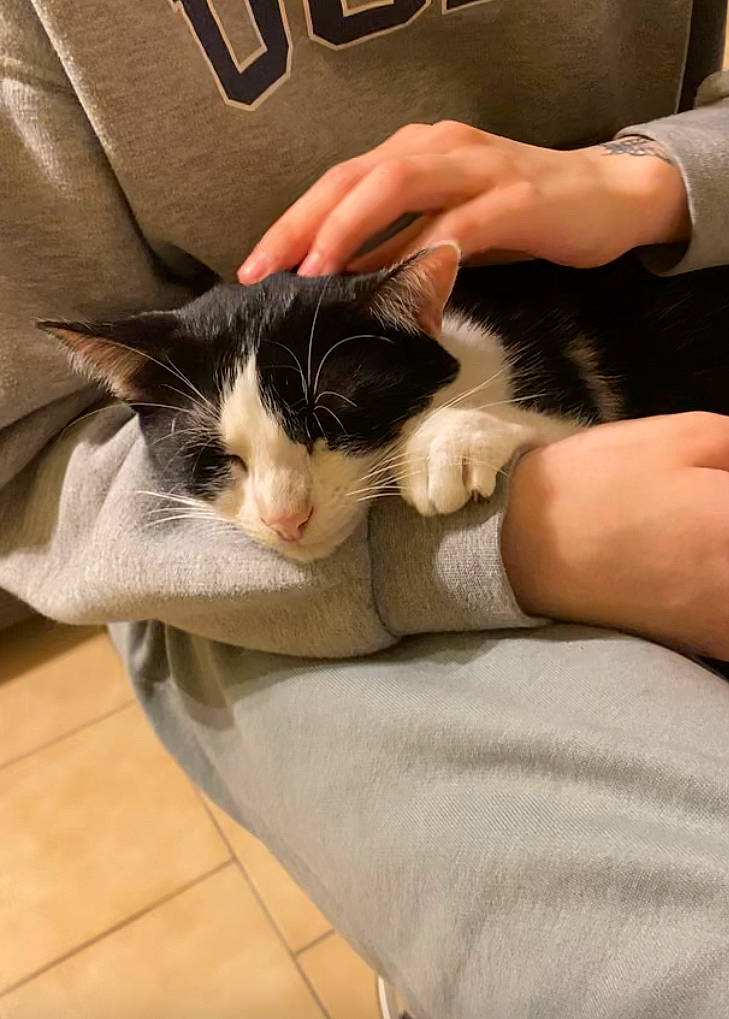 Louna participe au concours pour gagner de l'argent avec cette photo : arm, carnivore, cat, comfort, domestic_short_haired_cat, felidae, finger, flooring, fur, gesture, hand, hardwood, human_leg, lap, nail, small_to_medium_sized_cats, thumb, whiskers, wood, wrist