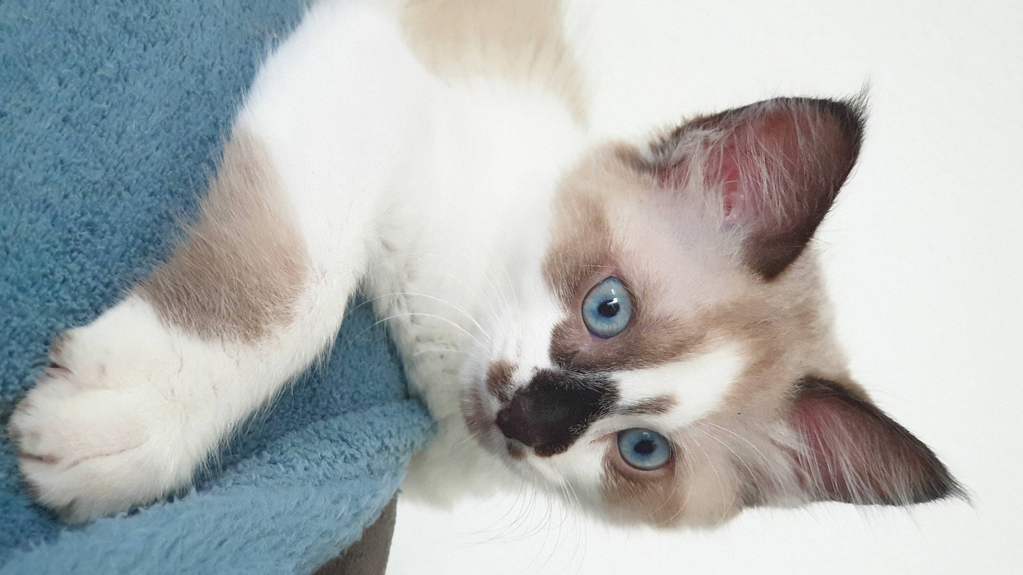 Olaf participe au concours pour gagner de l'argent avec cette photo : balinese, birman, carnivore, cat, colorpoint_shorthair, eye, felidae, javanese, kitten, mammal, ragdoll, siamese, skin, small_to_medium_sized_cats, snout, snowshoe, thai, tonkinese, vertebrate, whiskers