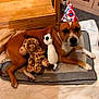 dog, party_hat, plush_toy, giraffe_toy, panda_toy, bed, blanket, wooden_furniture, indoor, pet, animal, brown_dog, resting, cozy, floor, cushion, cute, domestic, relaxed, playful