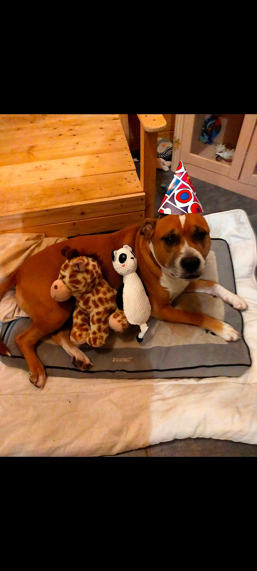 Mao a rejoint le concours — aidez-le/la à gagner de superbes lots ! dog, party_hat, plush_toy, giraffe_toy, panda_toy, bed, blanket, wooden_furniture, indoor, pet, animal, brown_dog, resting, cozy, floor, cushion, cute, domestic, relaxed, playful